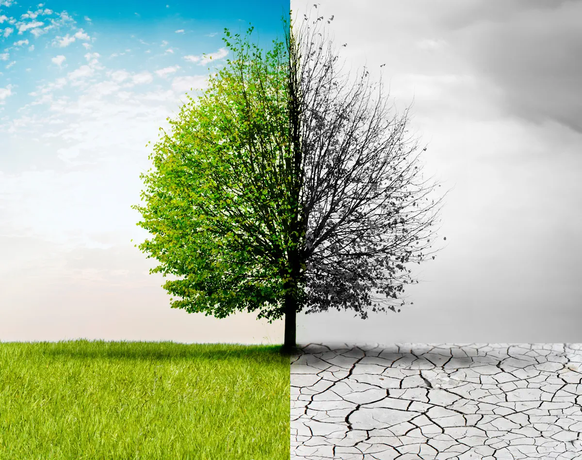 Ein zweigeteiltes Bild aus einem Baum der noch blüht auf der einen Seite und der schon vertrocknet ist auf der anderen Seite.