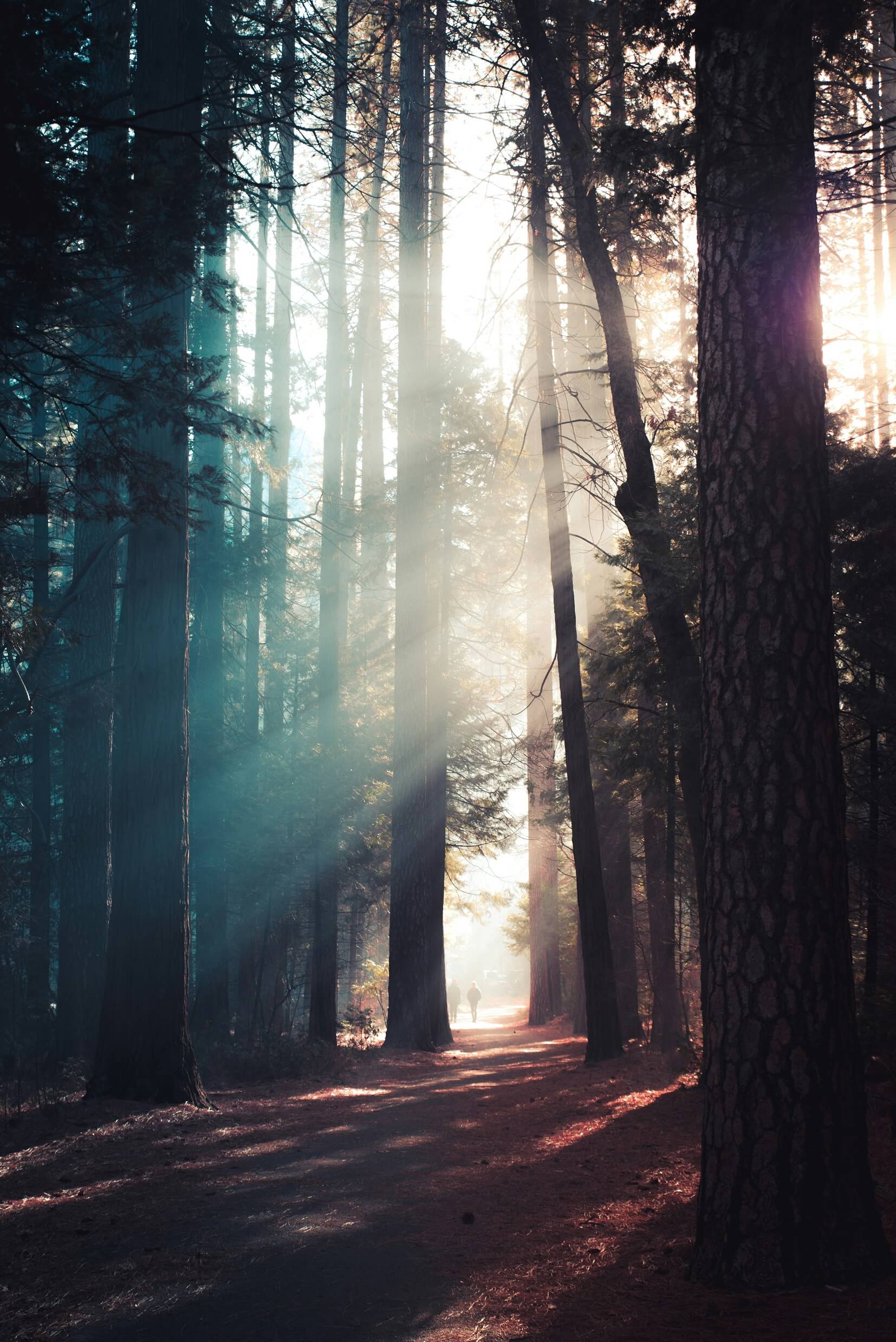 Ein Spaziergang durch den Wald. Ein Sonnenstrahlt dringt durch die dicht bewachsenen Bäume.
